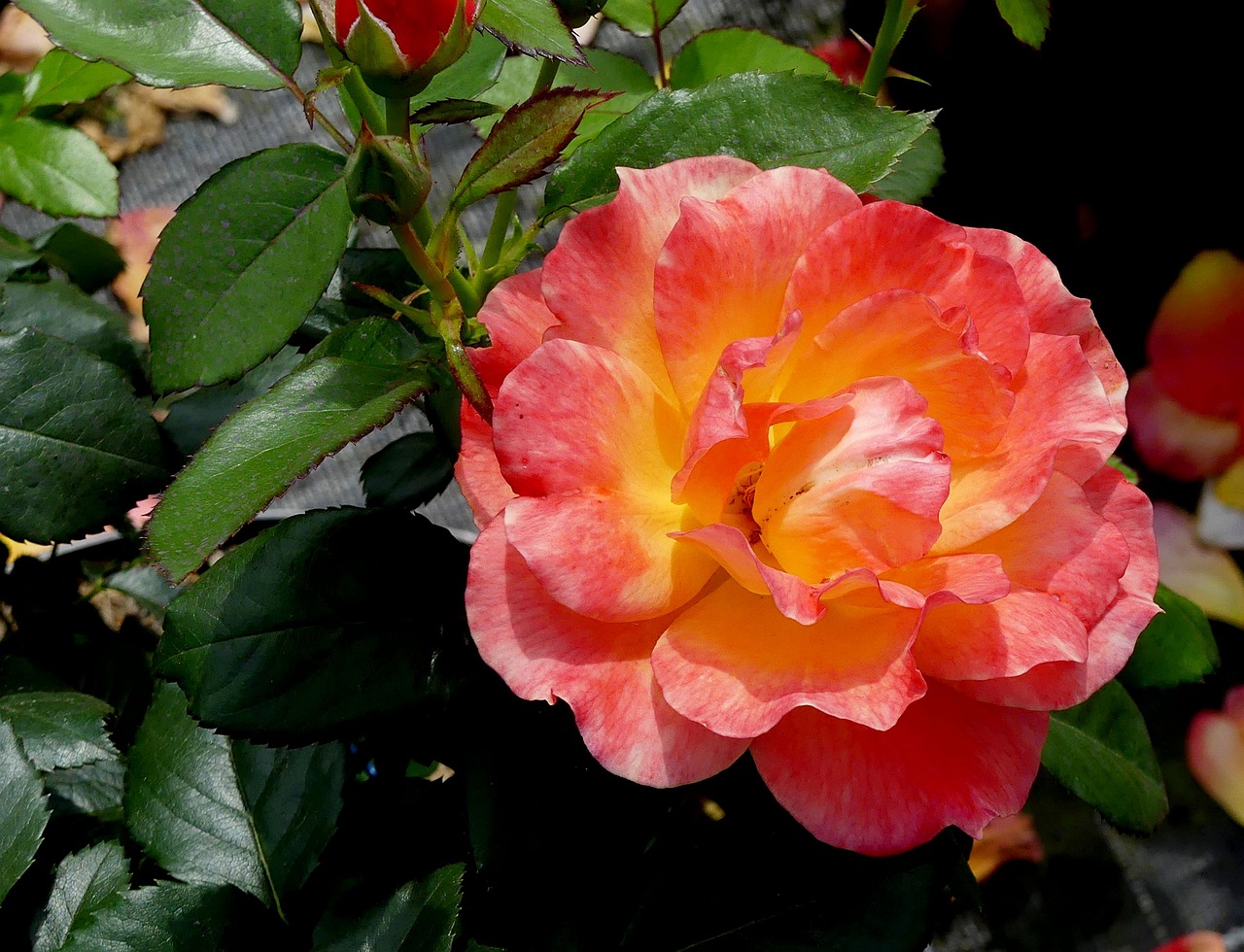 blossom  bloom  rose free photo