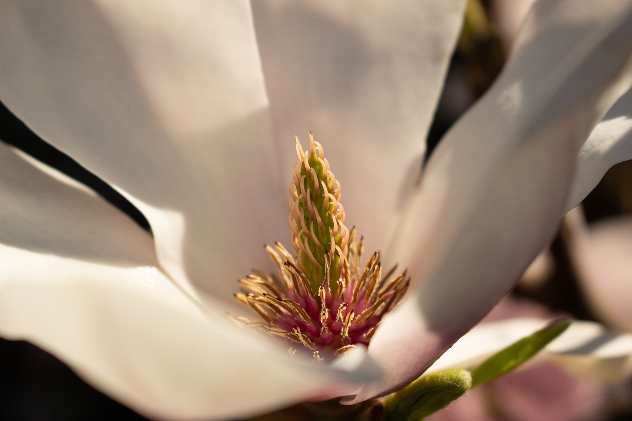 blossom  bloom  summer free photo