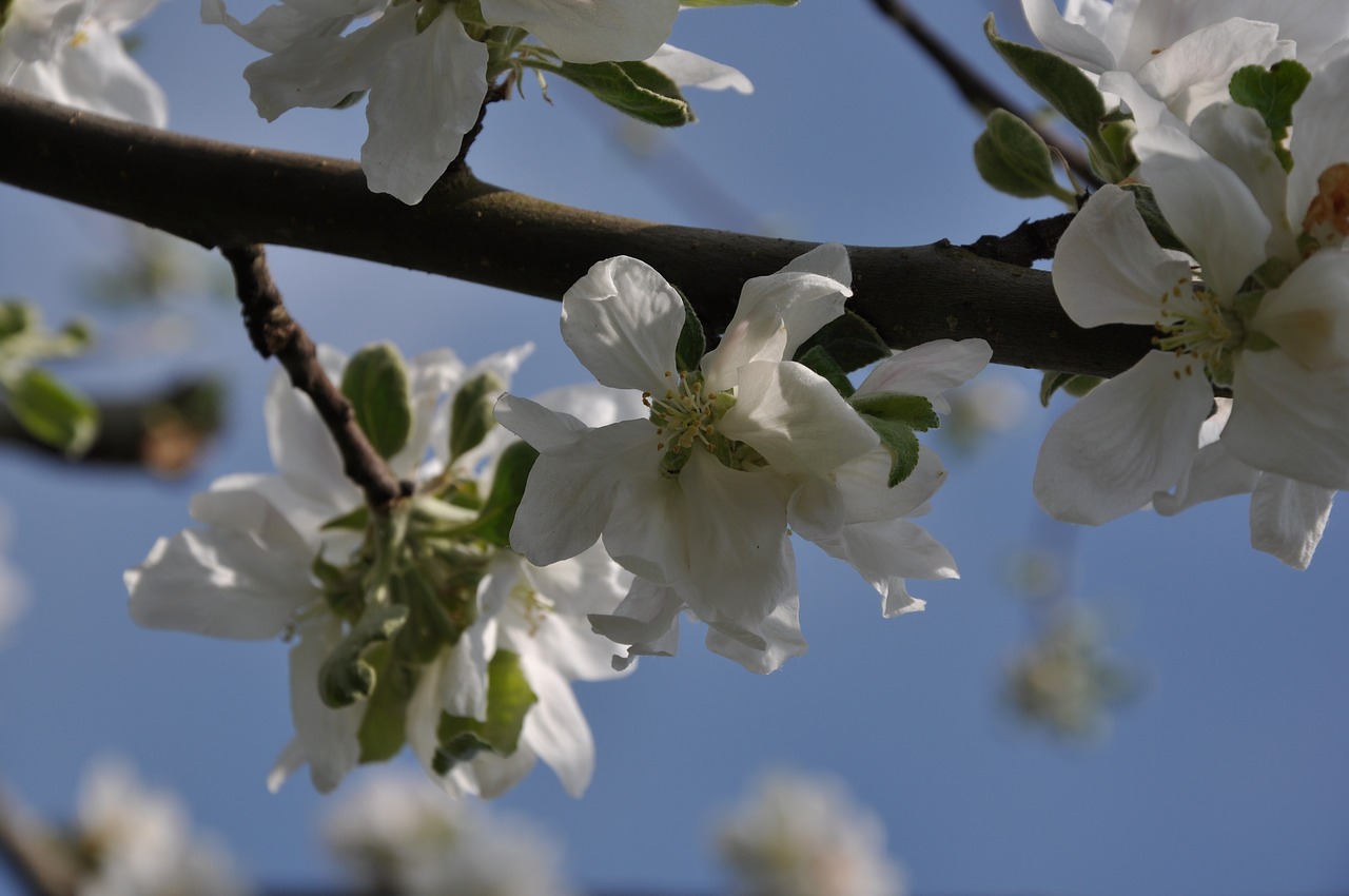 blossom  bloom  cherry blossoms free photo