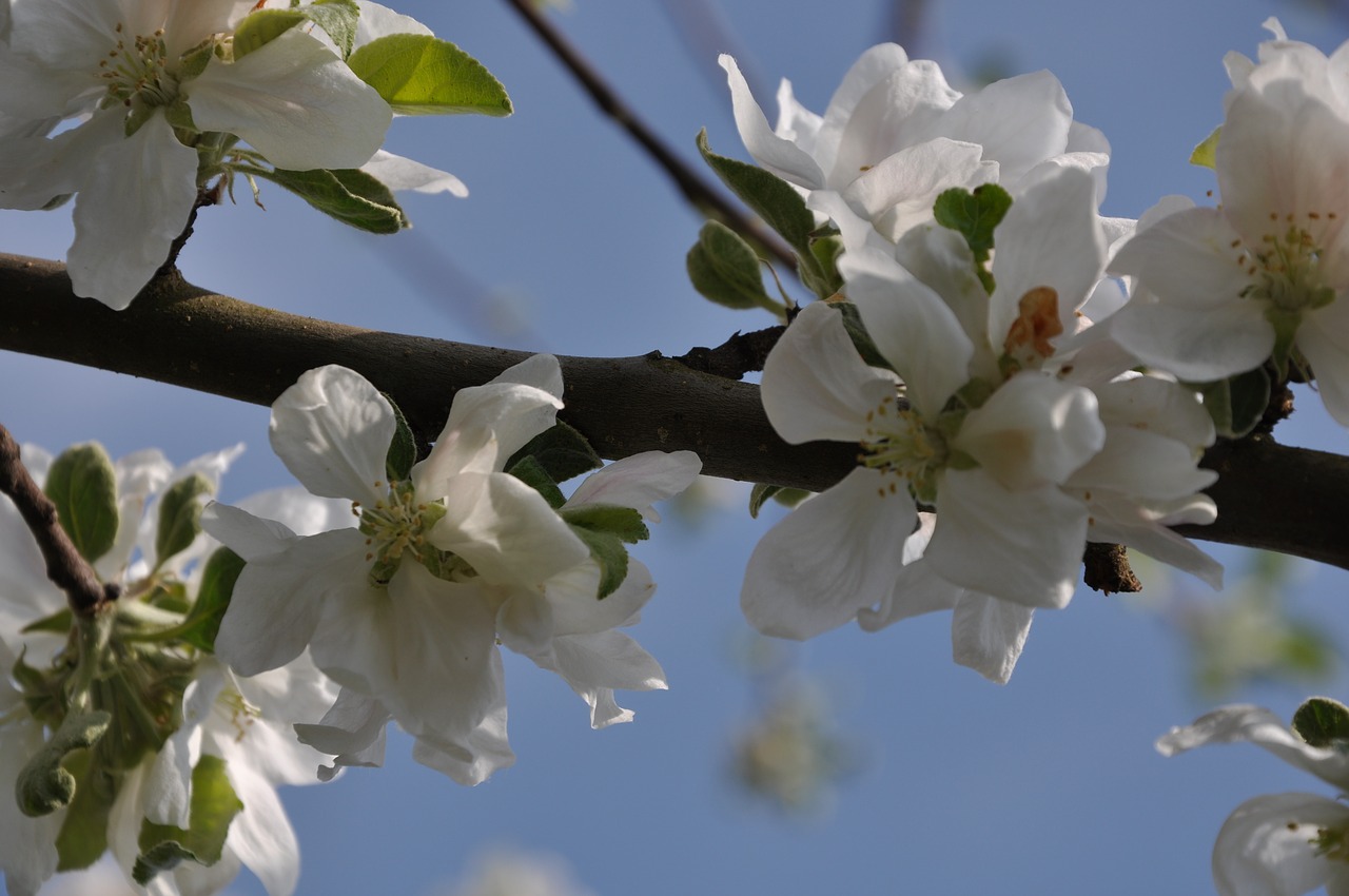 blossom  bloom  cherry blossom free photo