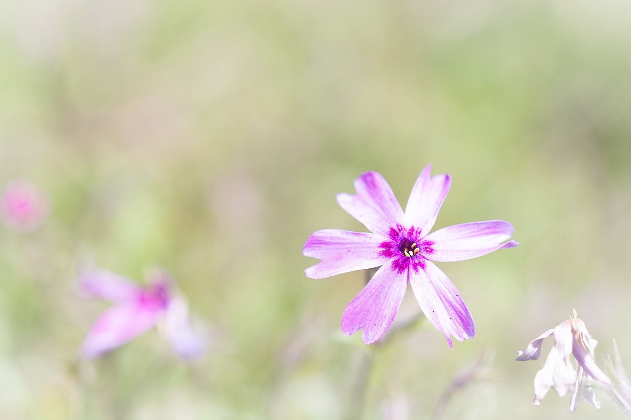 blossom  bloom  pink free photo