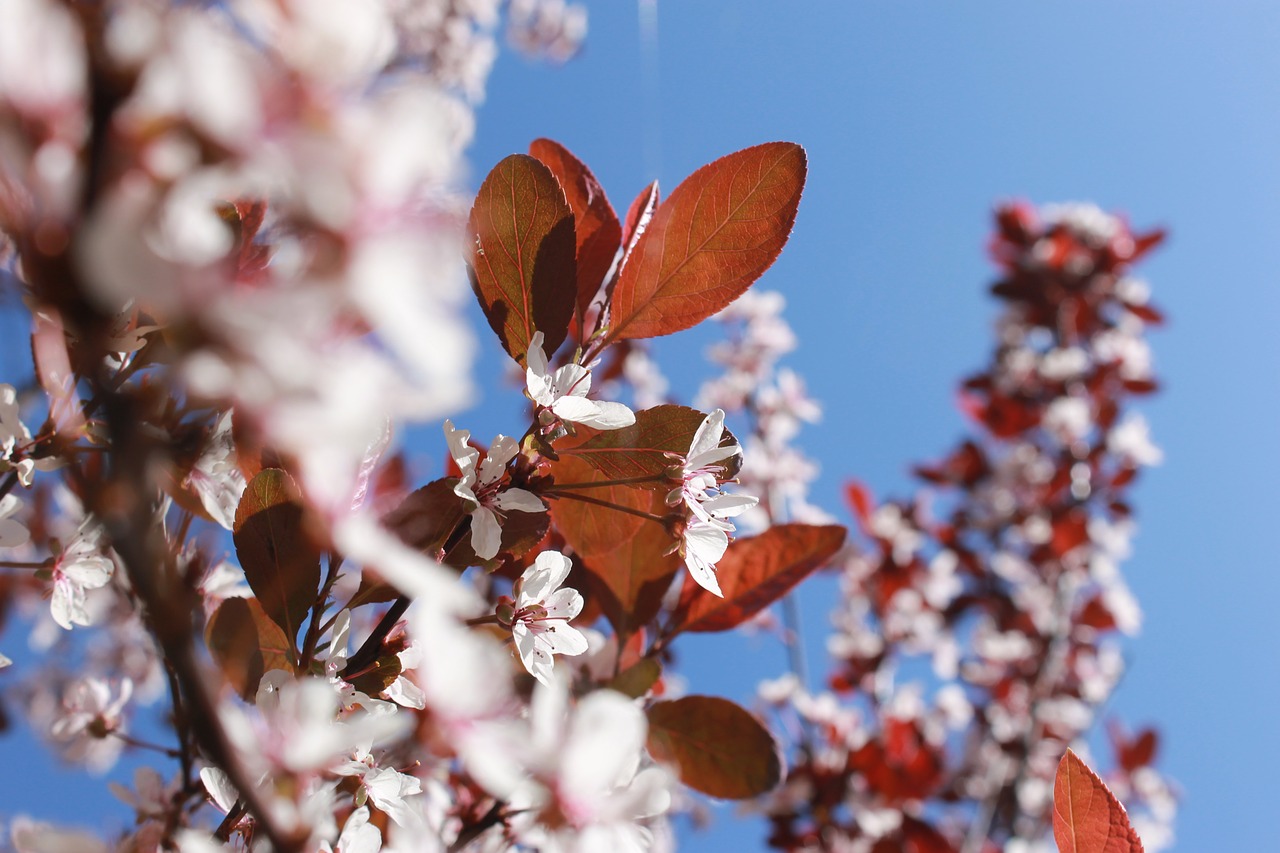 blossom  aalsmeer  blue free photo