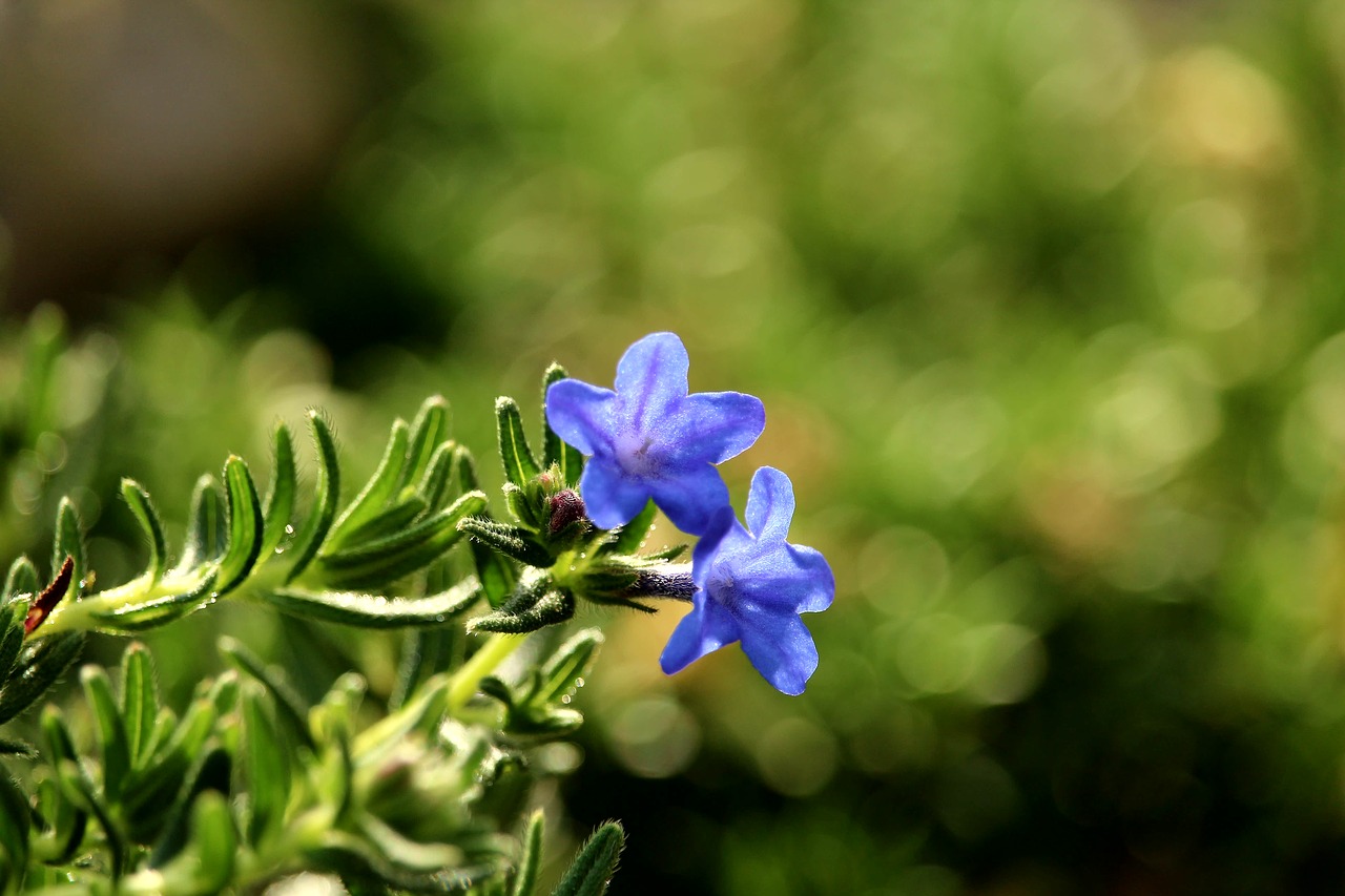 blossom  bloom  blue free photo