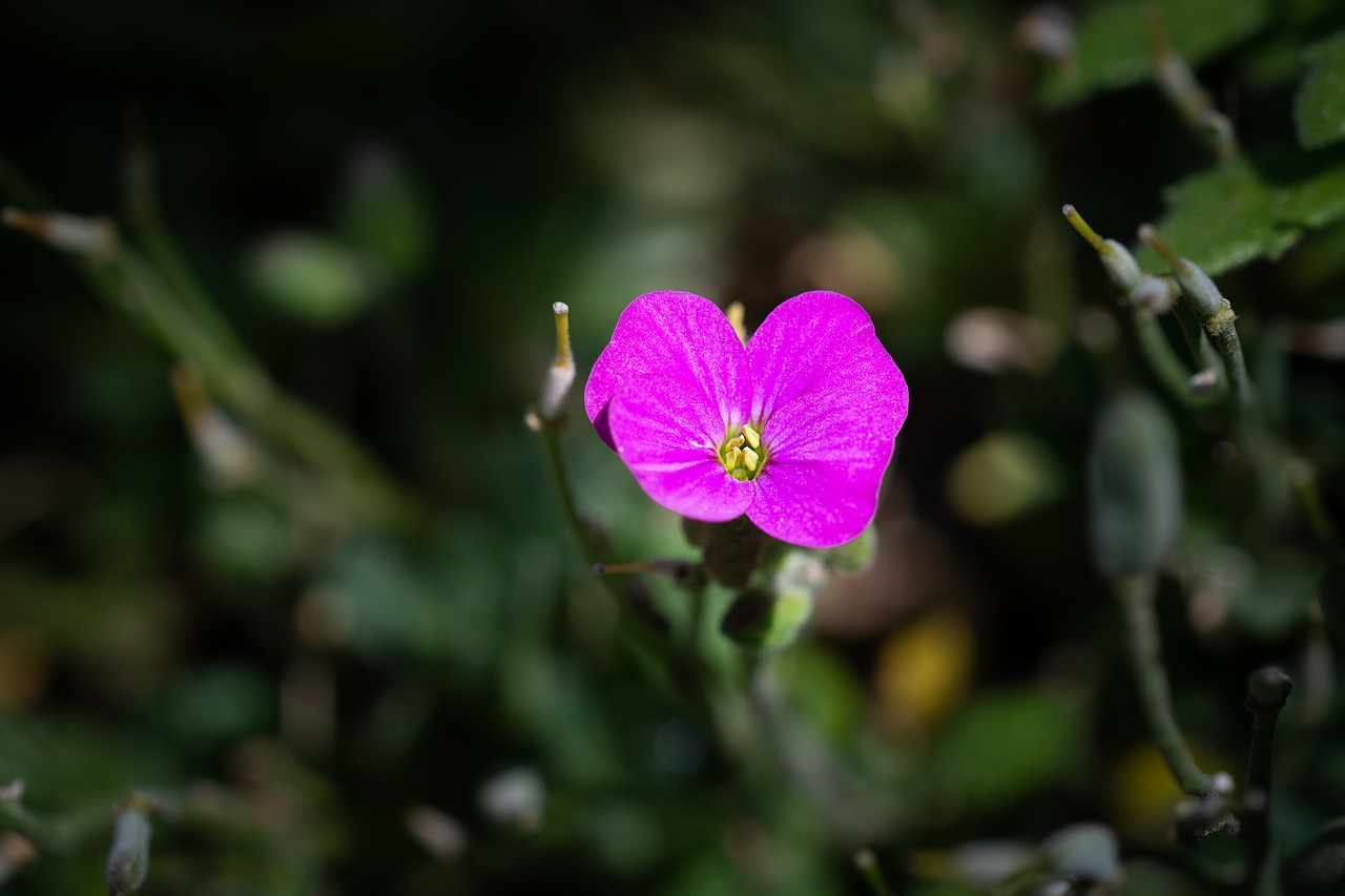 blossom  bloom  small free photo