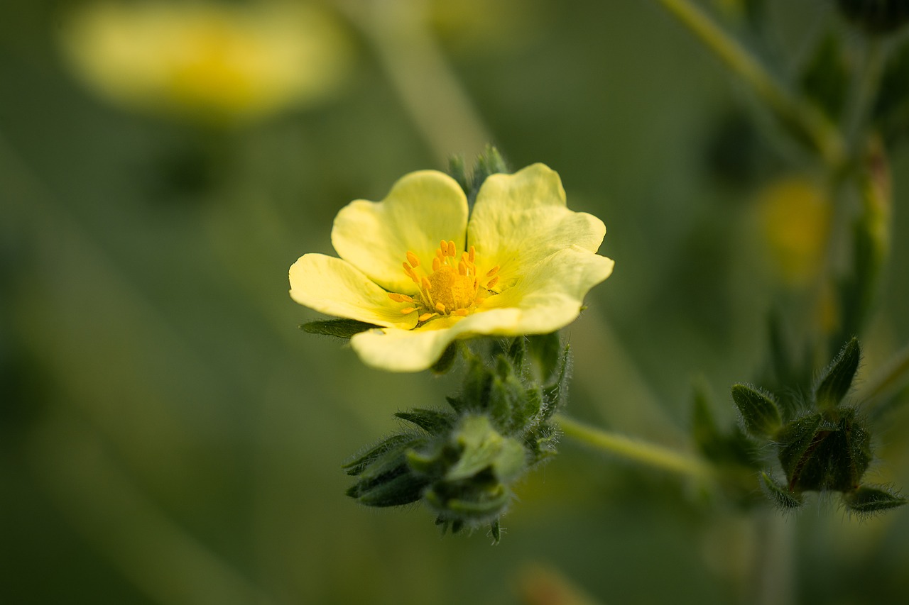 blossom  bloom  yellow free photo