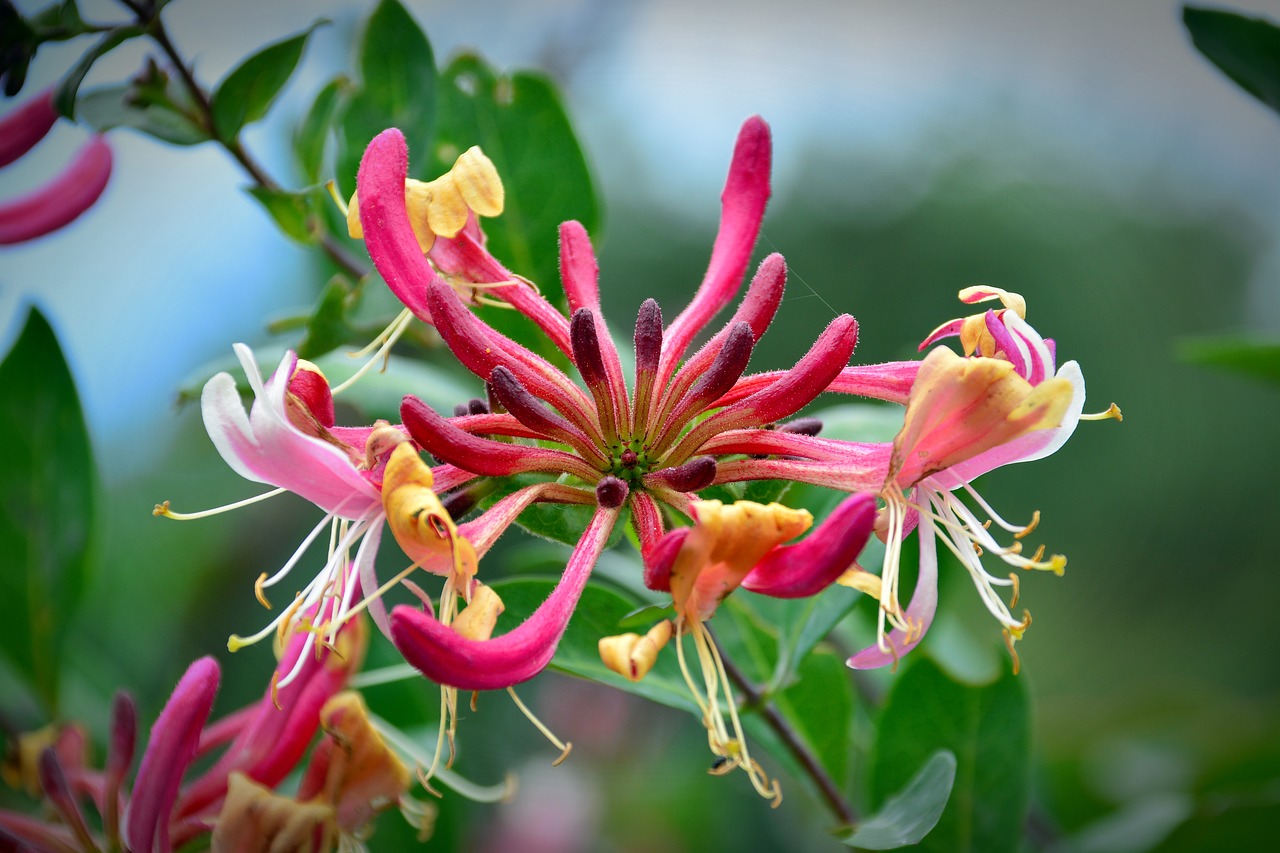 blossom  bloom  forest honeysuckle free photo