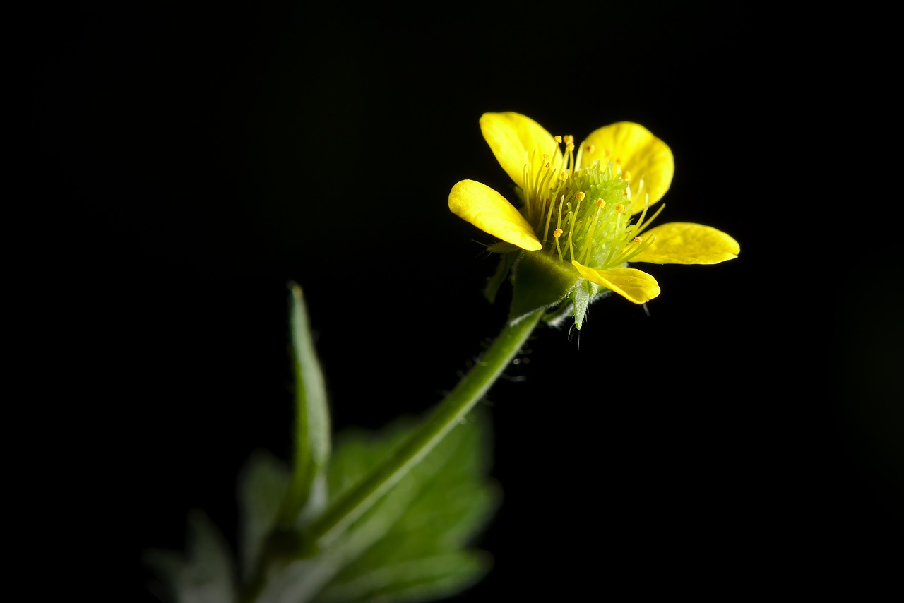 blossom  bloom  yellow free photo