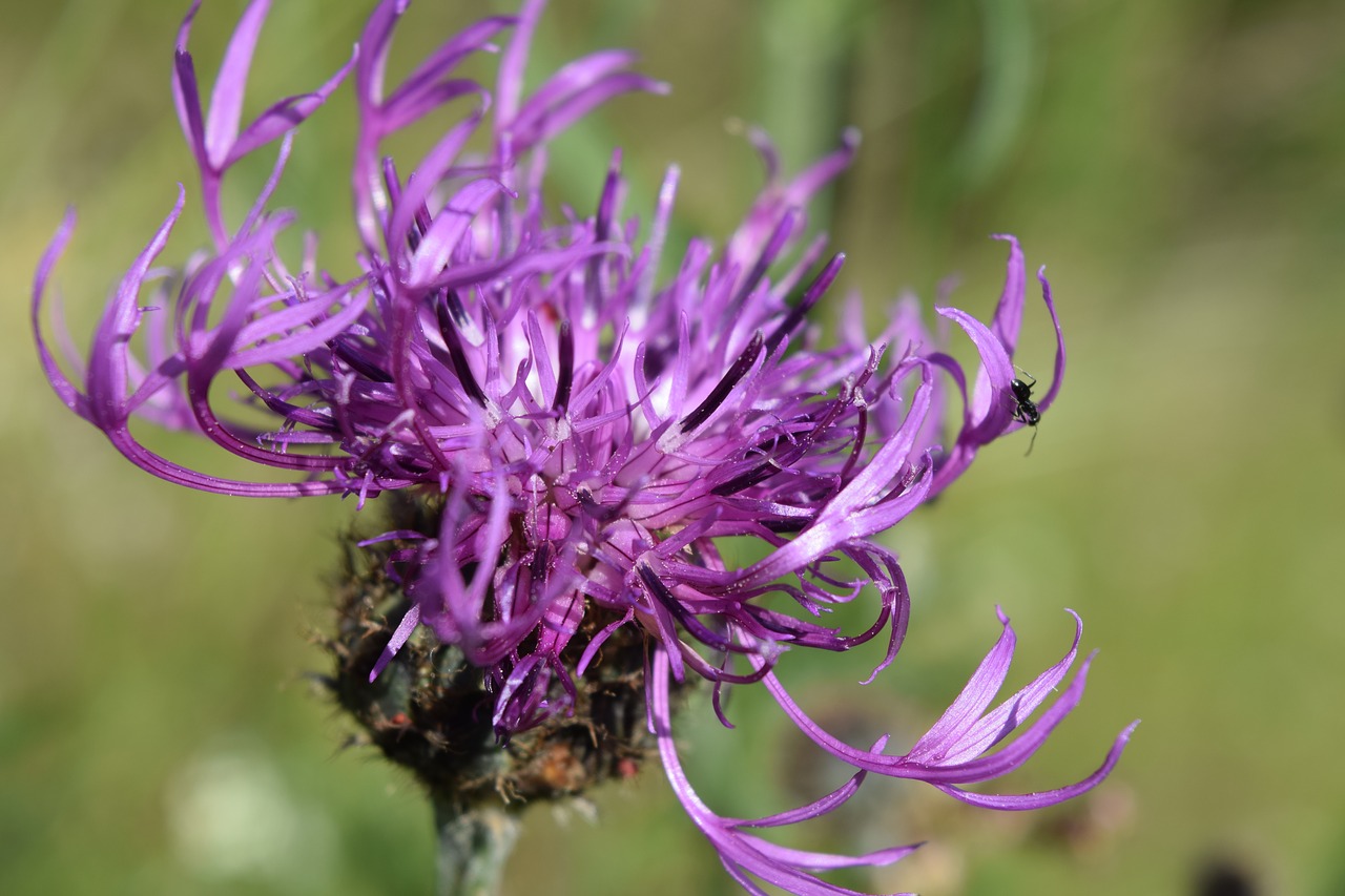 blossom  bloom  purple flower free photo