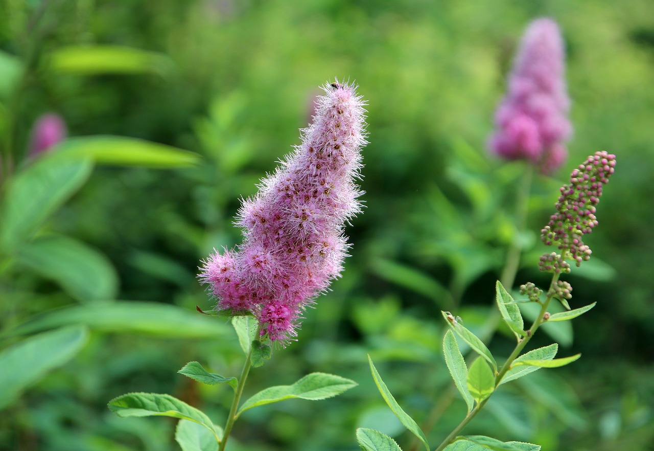 blossom  bloom  garden free photo