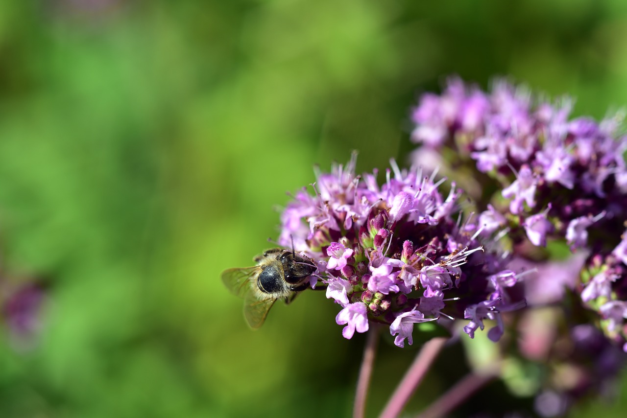 blossom  bloom  bee free photo