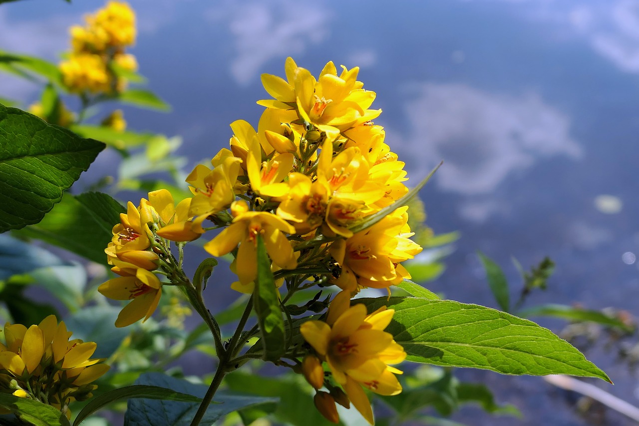 blossom  bloom  lake free photo