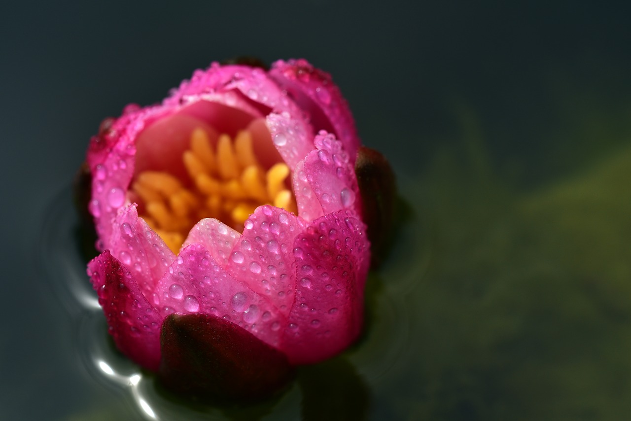 blossom  bloom  water lily free photo