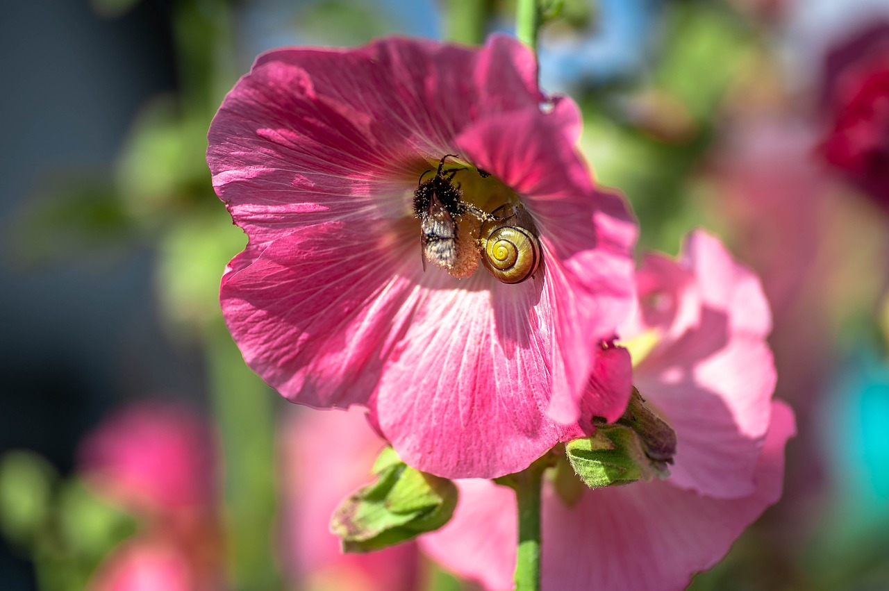 blossom  bloom  hummel free photo