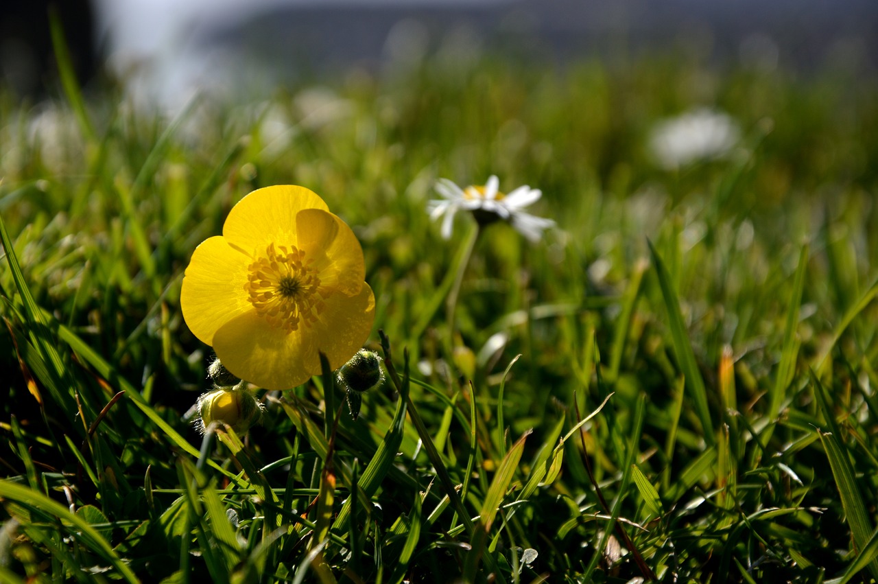 blossom  bloom  meadow free photo