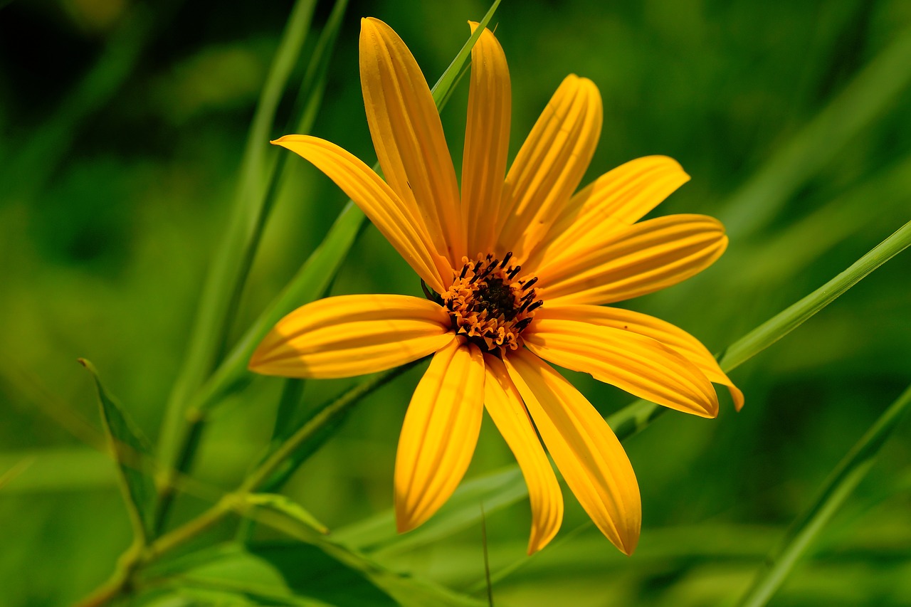 blossom  bloom  yellow free photo