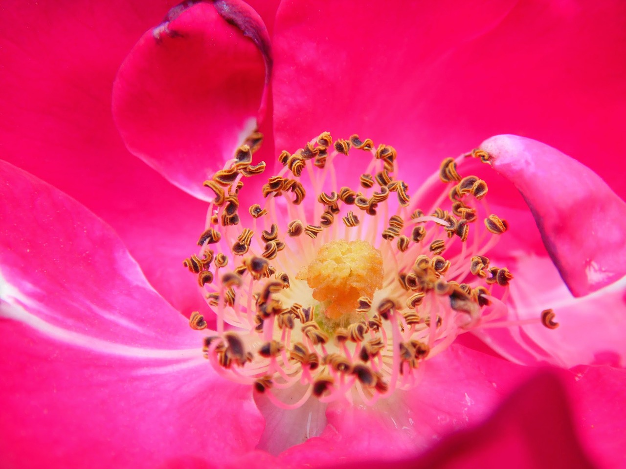 blossom  bloom  macro free photo