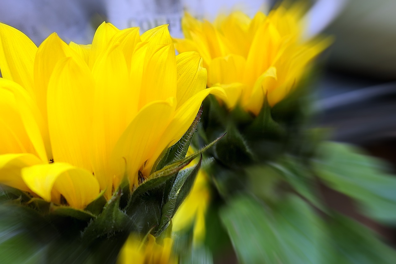 blossom  bloom  yellow free photo