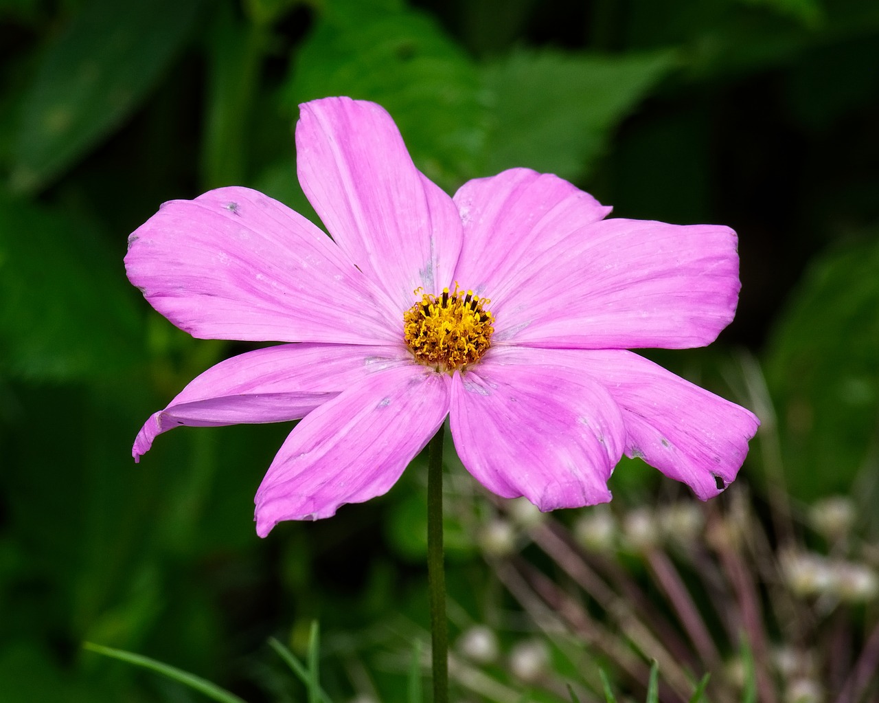 blossom  bloom  pink free photo