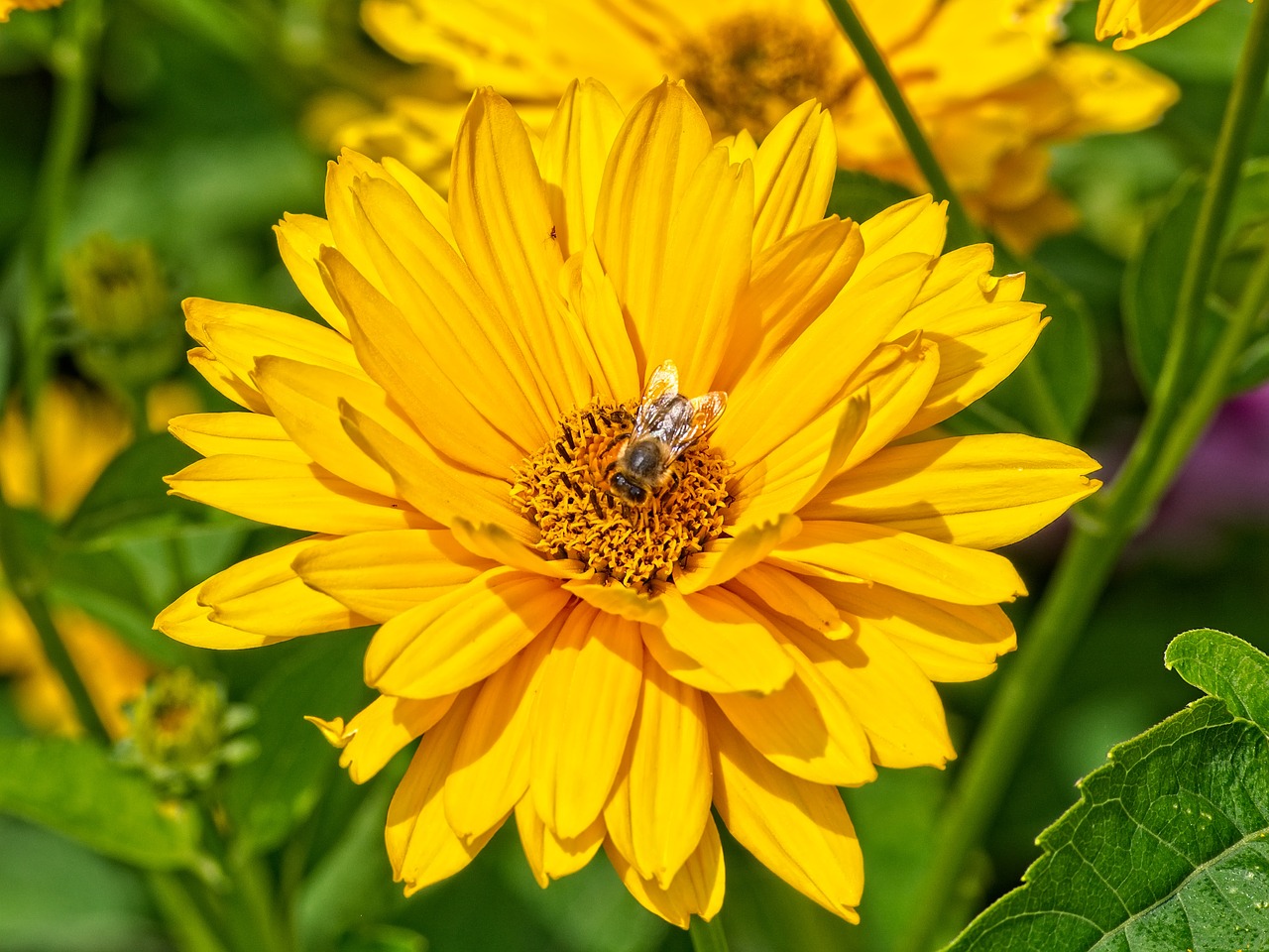 blossom  bloom  yellow free photo