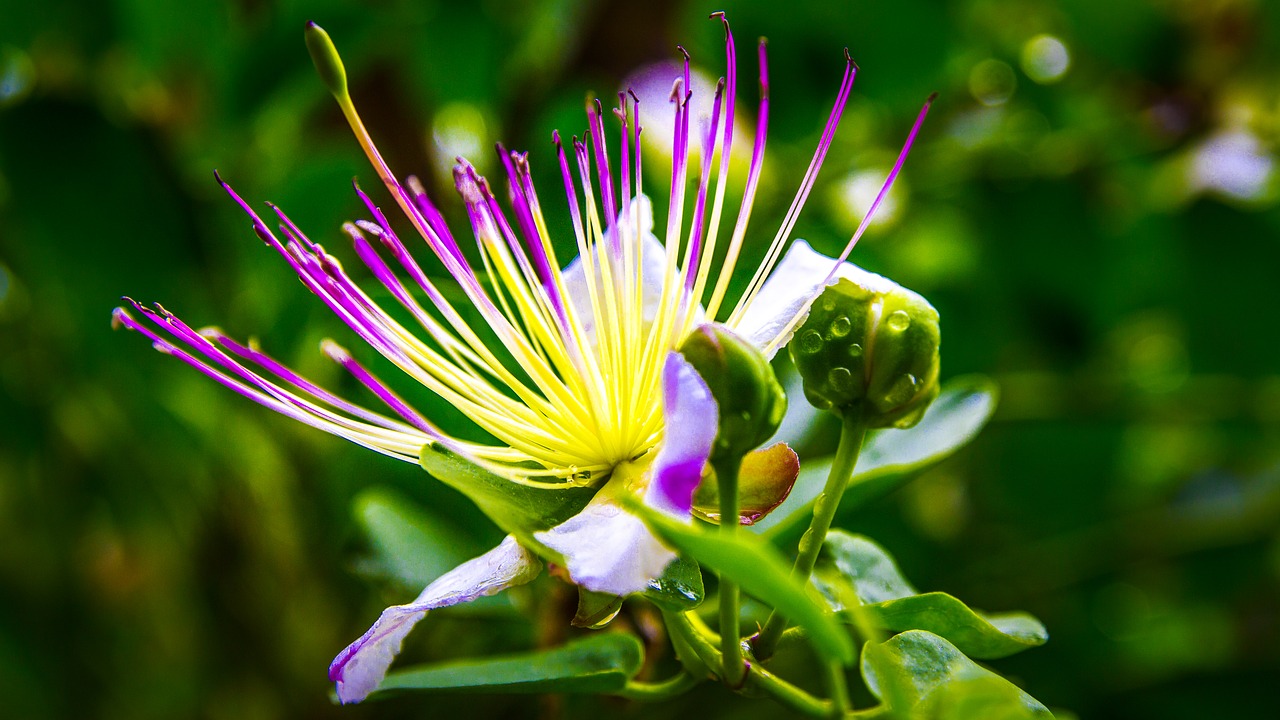 blossom  bloom  macro free photo