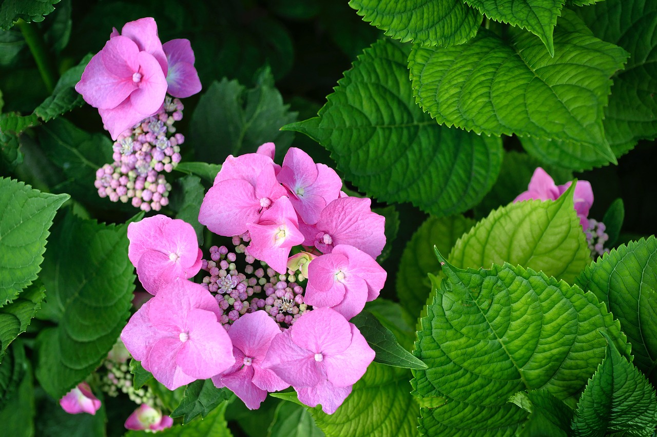 blossom  bloom  flower free photo