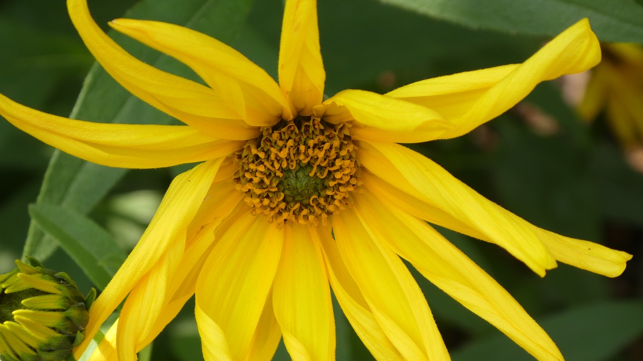 blossom  bloom  yellow rays free photo