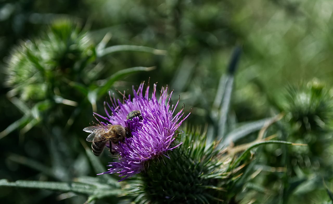 blossom  bloom  bee free photo