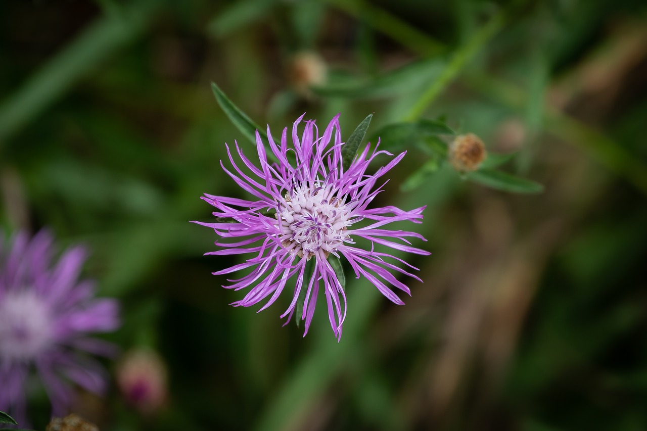 blossom  bloom  purple free photo