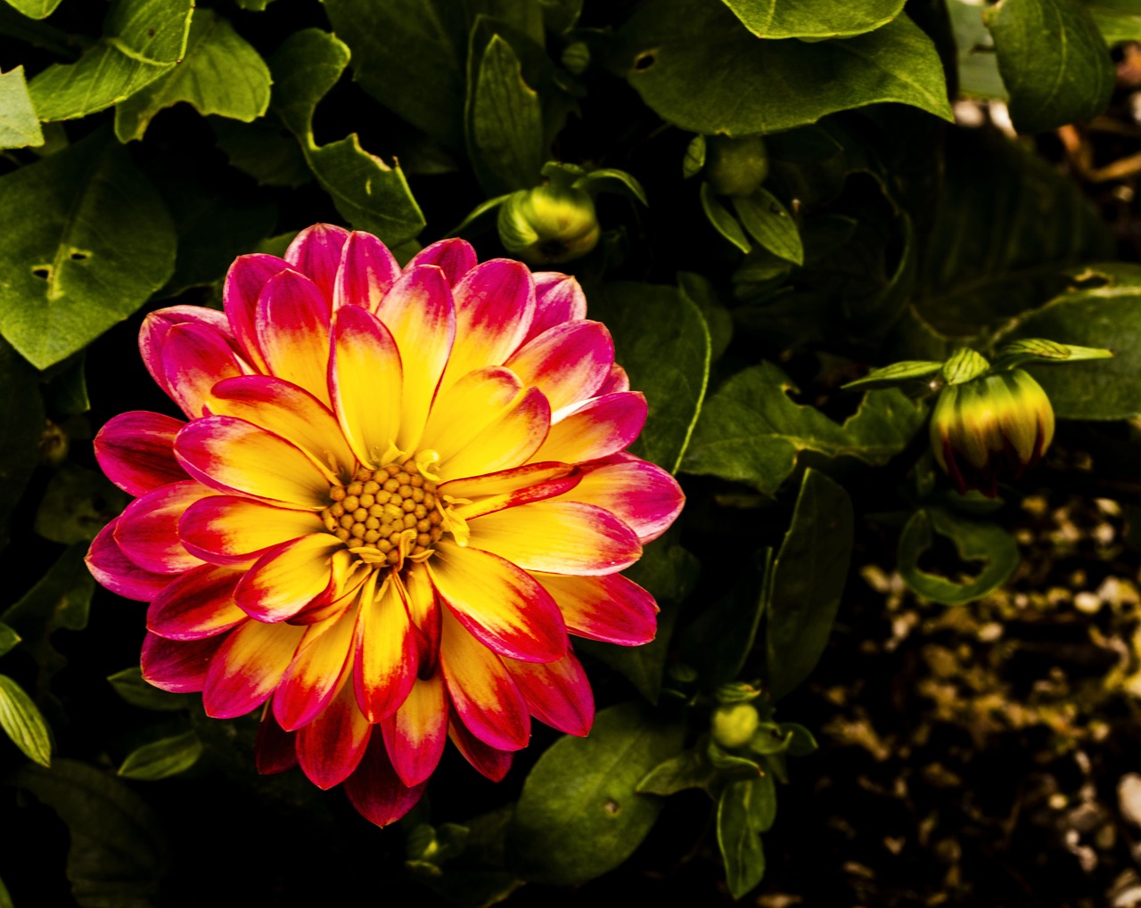 blossom  flower  petals free photo