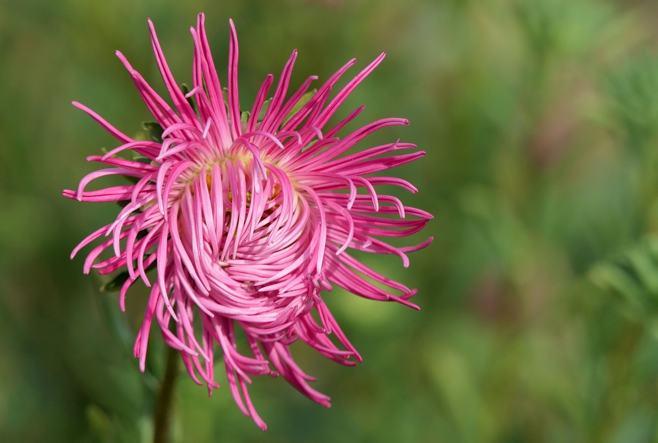 blossom  bloom  pink free photo