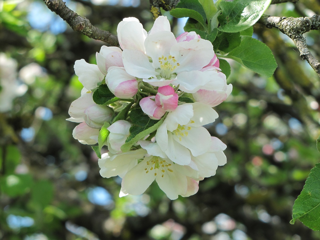 blossom  bloom  apple free photo