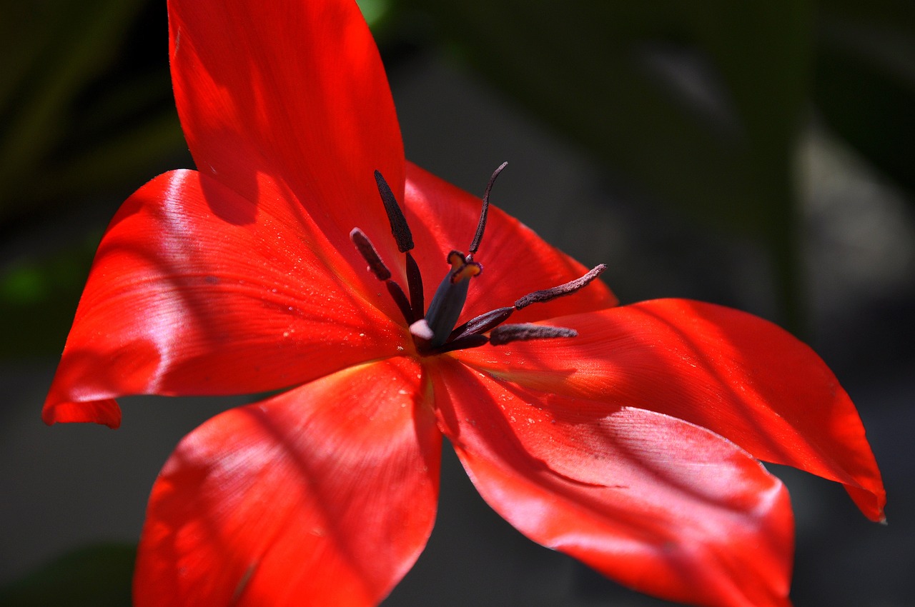 blossom  bloom  red free photo