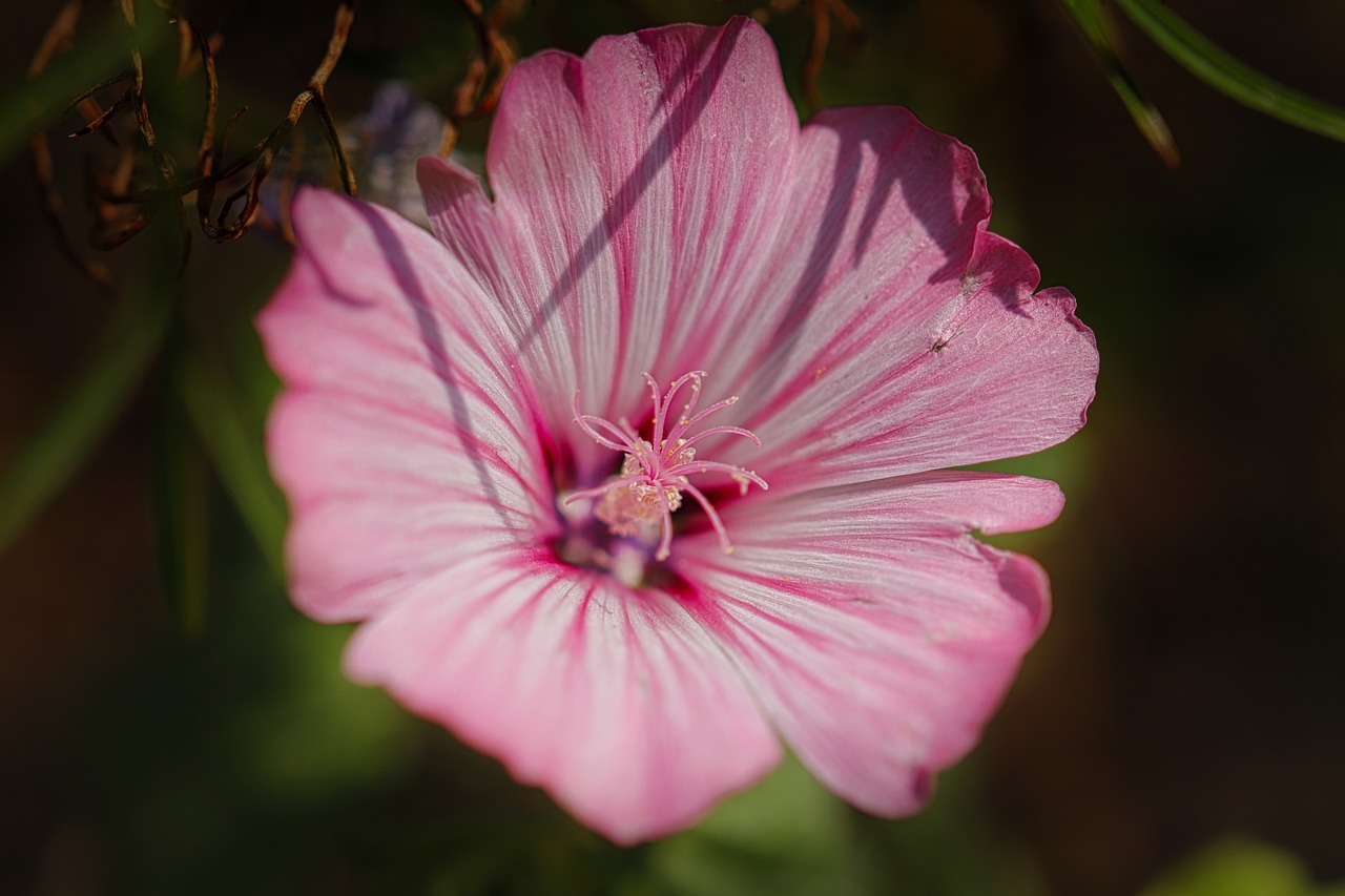 blossom  bloom  wild flower free photo