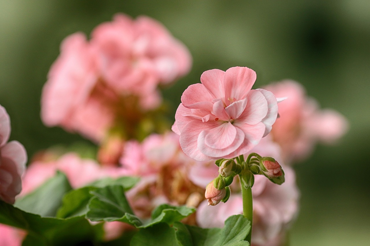 blossom  flower  bloom free photo