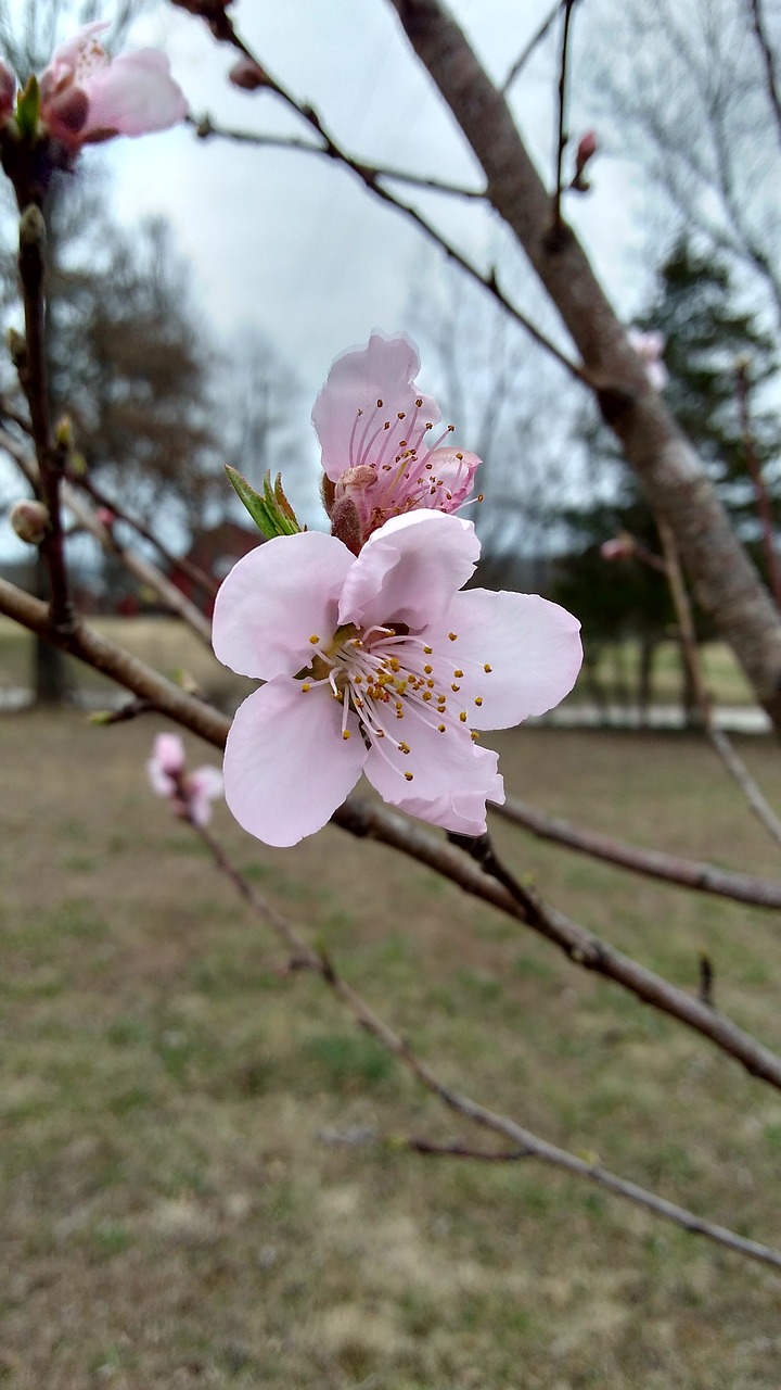 blossom  nature  spring free photo