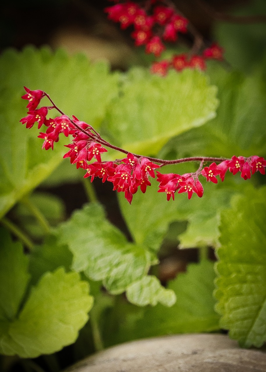 blossom  bloom  red free photo