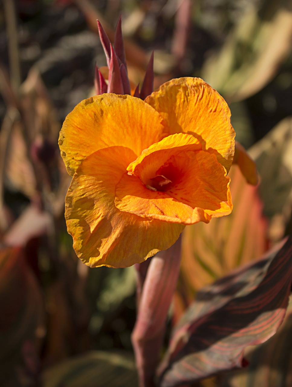 blossom  bloom  plant free photo