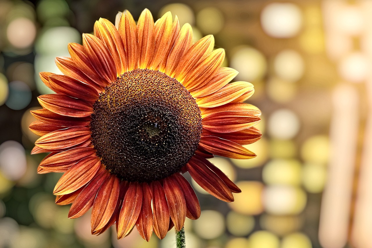 blossom  bloom  sunflower free photo