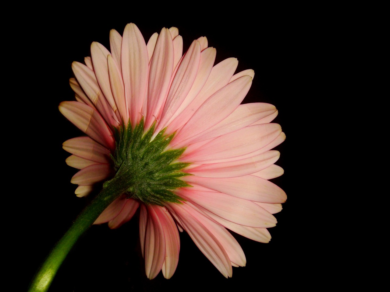 blossom  flower  bloom free photo