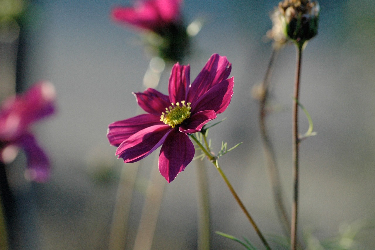 blossom  bloom  purple free photo