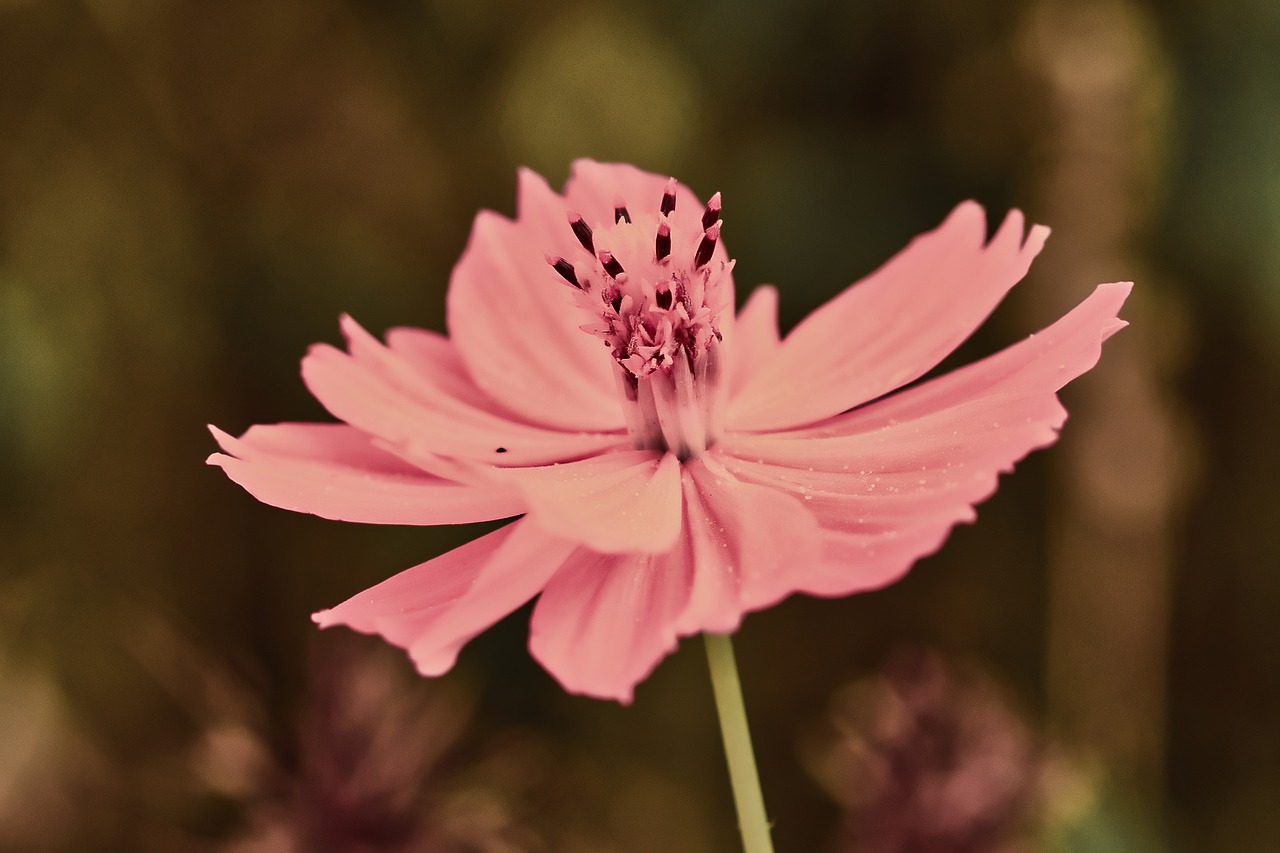 blossom  bloom  pink free photo