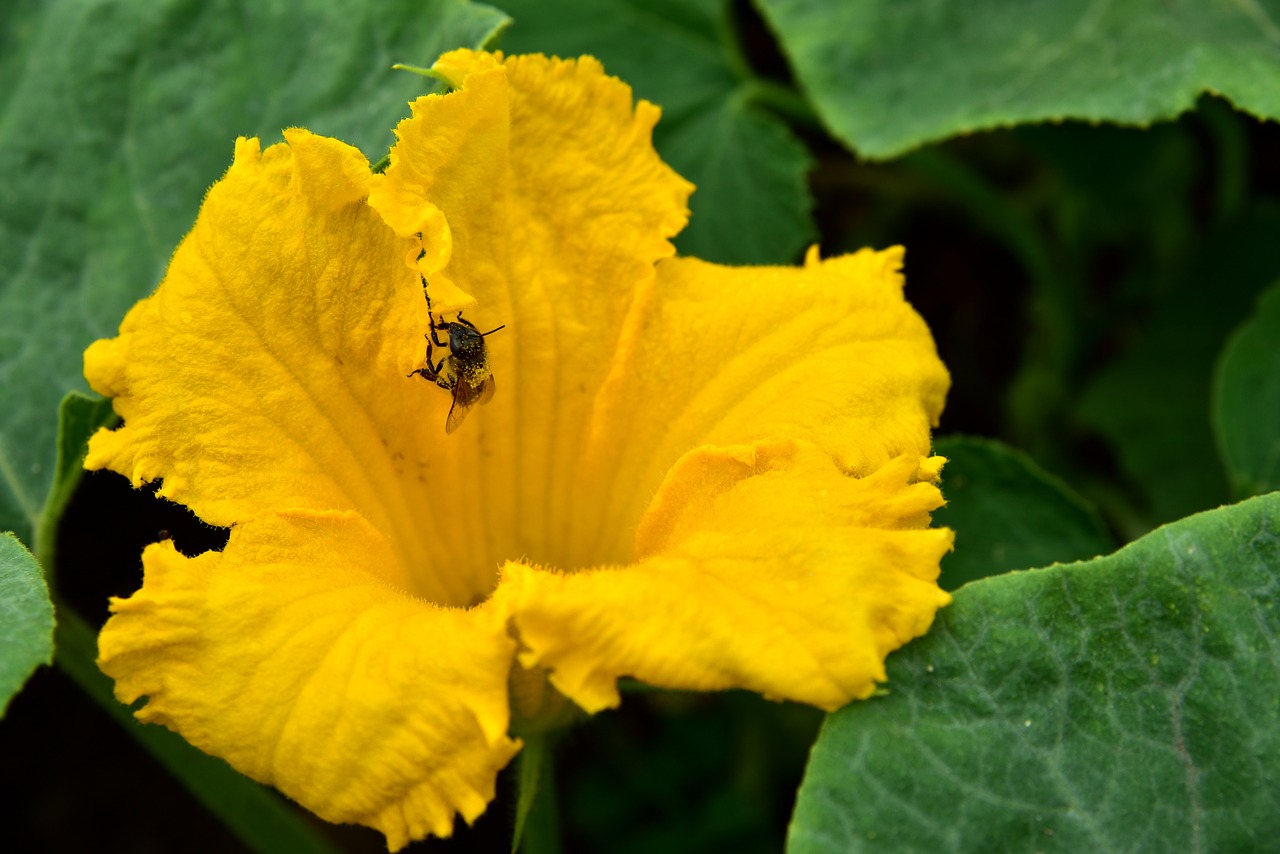 blossom  bloom  pumpkin blossom free photo