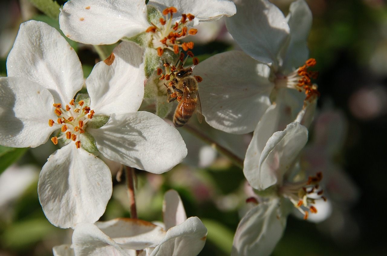 blossom  bee  flowers free photo