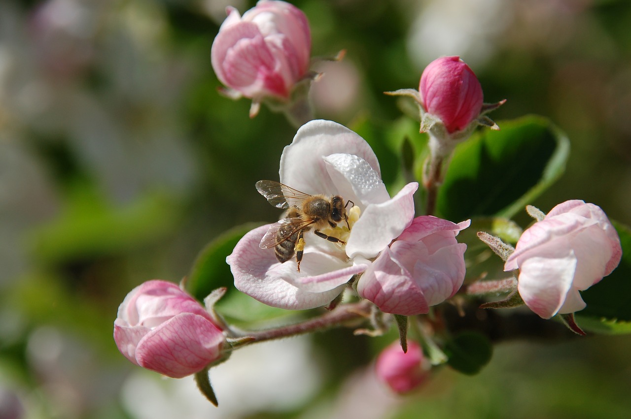 blossom  bee  spring free photo