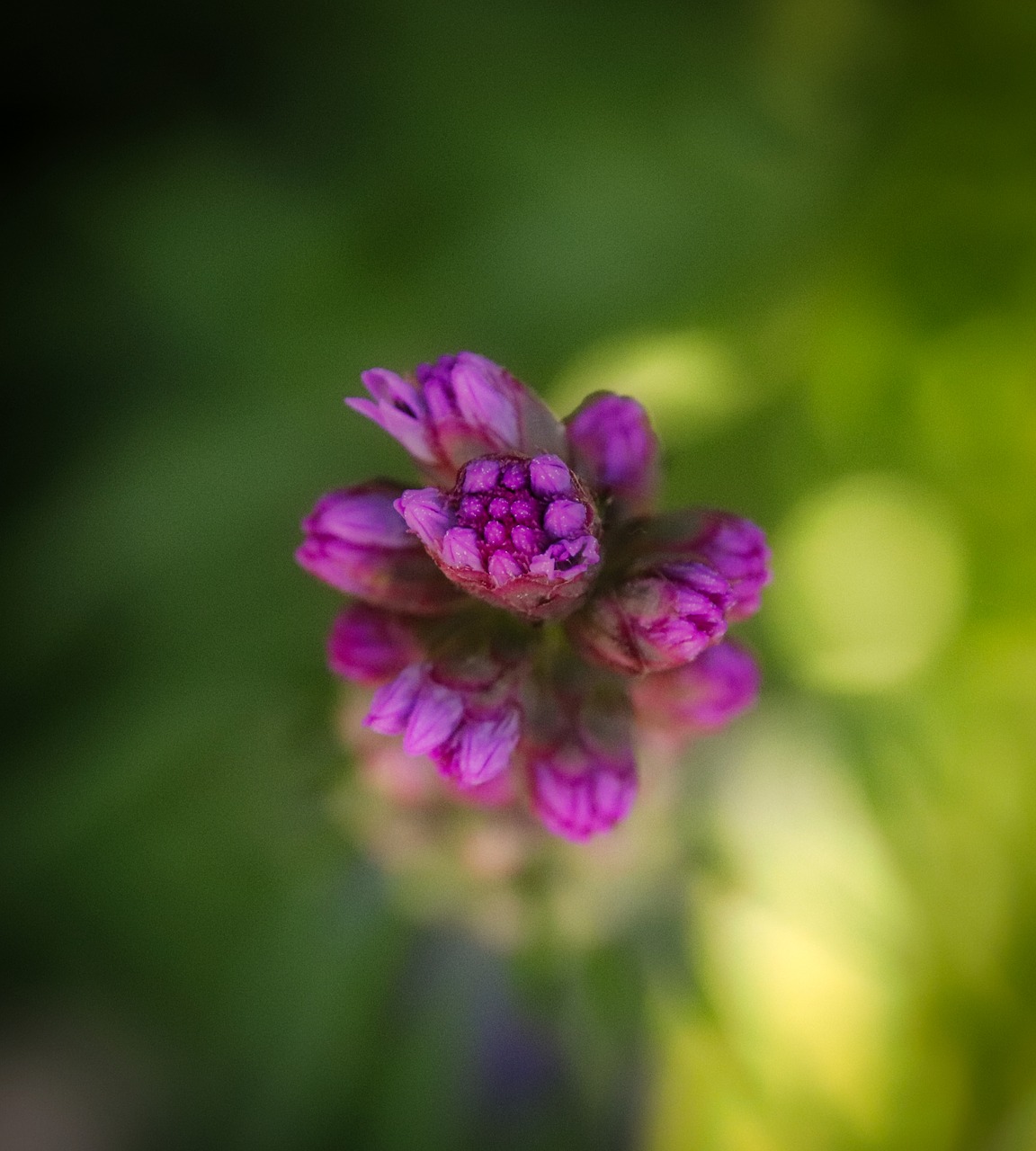 blossom  bloom  purple free photo