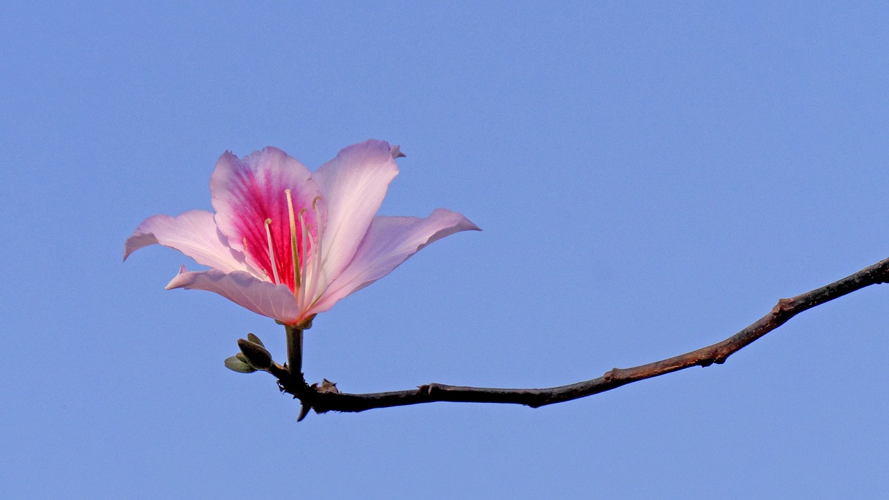 blossom  bloom  tree free photo