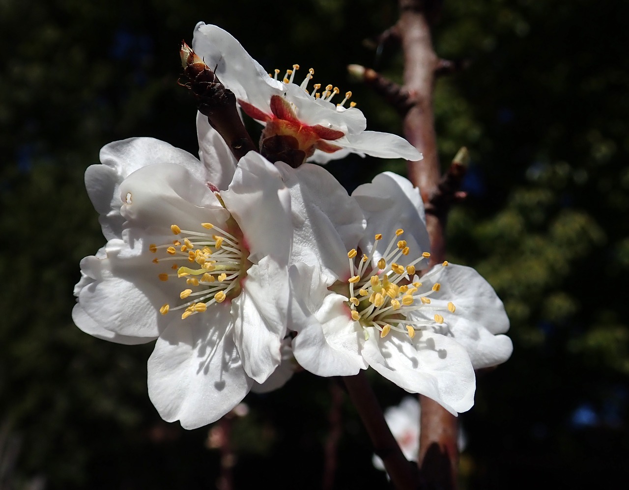 blossom  almond  spring free photo