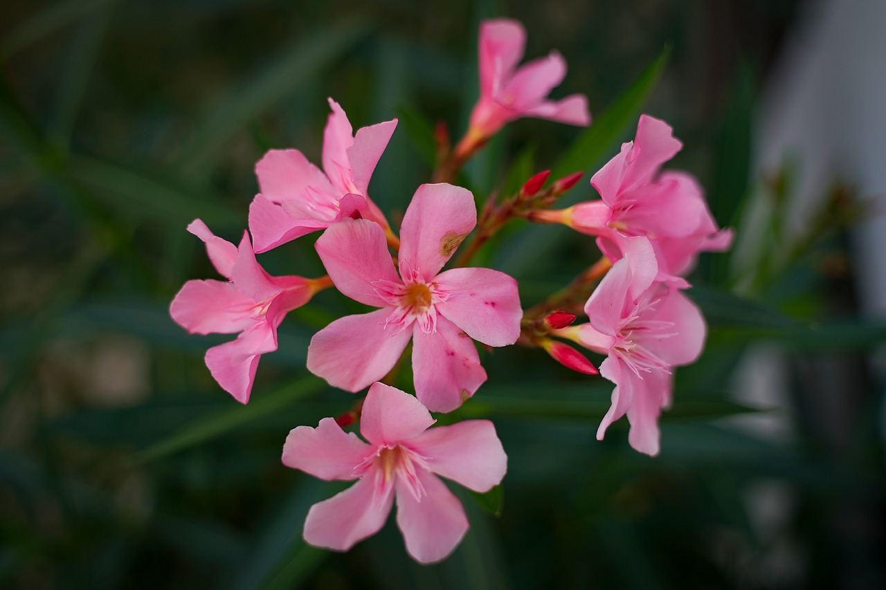 blossom  bloom  flower free photo