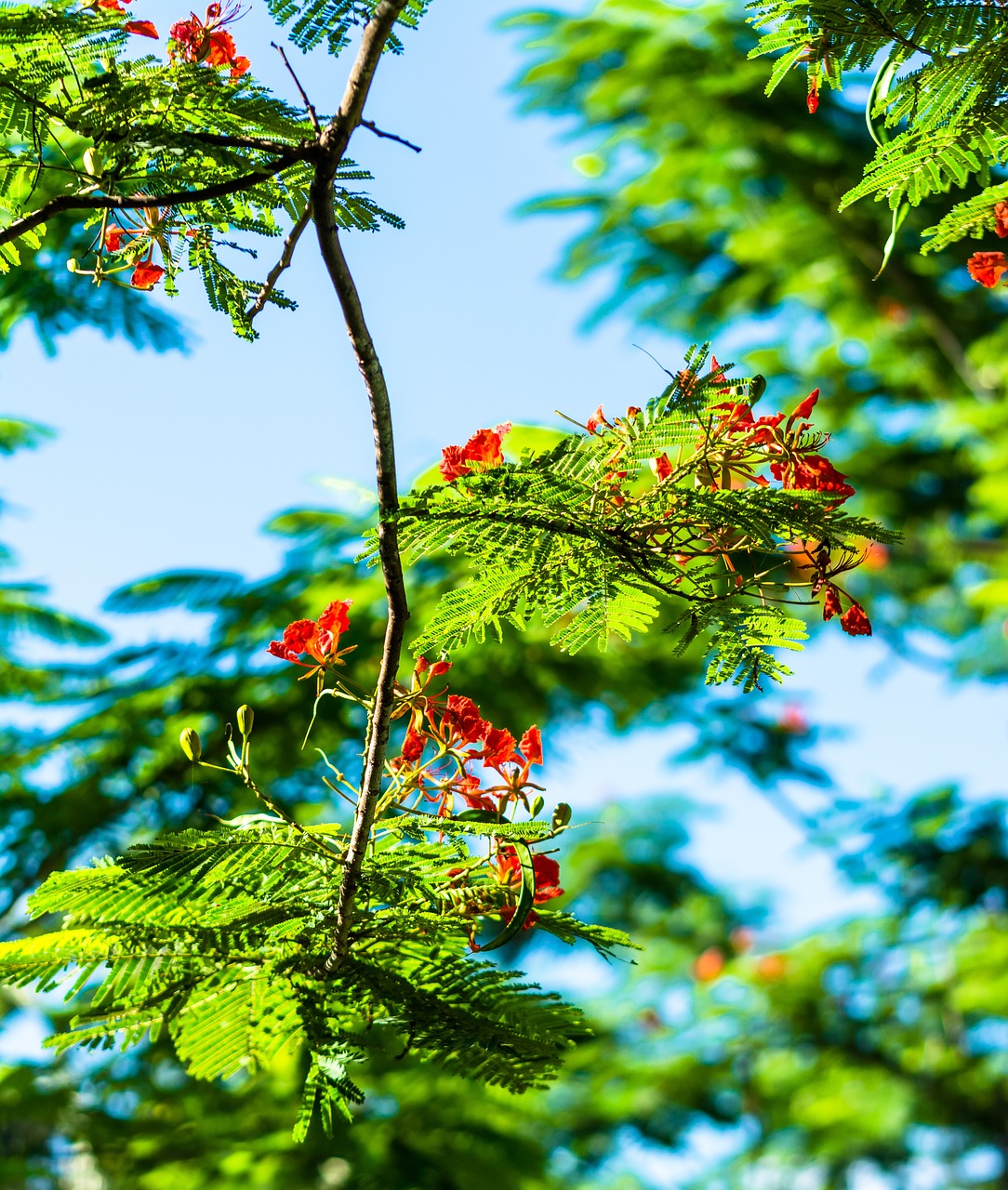 blossom blossom bloom free photo