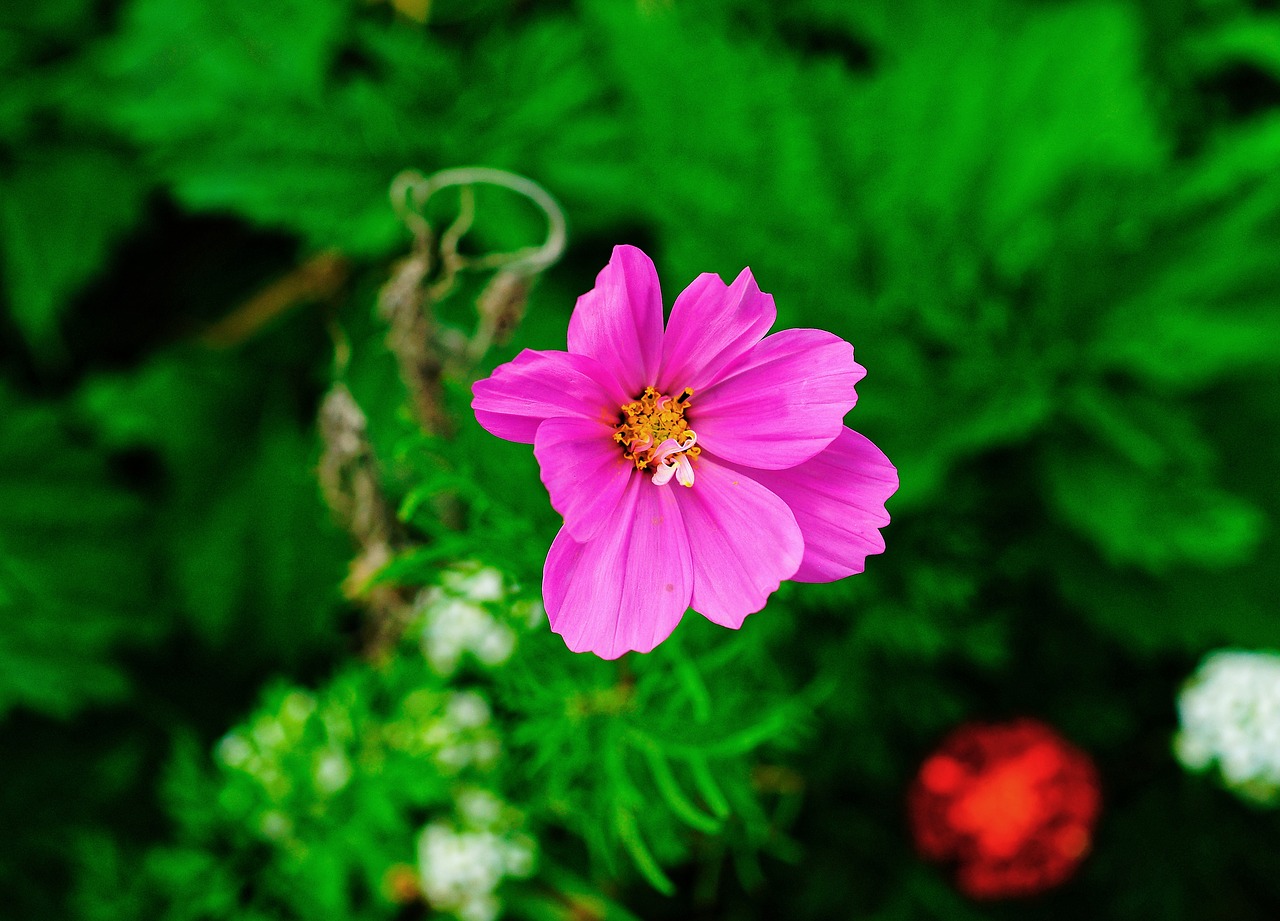 blossom  bloom  purple free photo